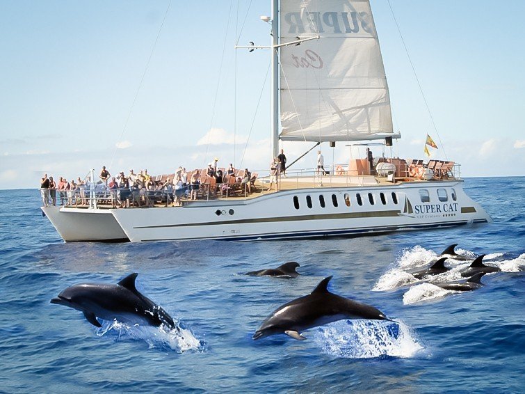Super Catamaran Cote et Dauphins