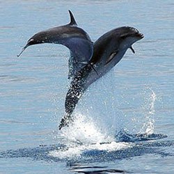 dauphin croisière à Gran Canaria