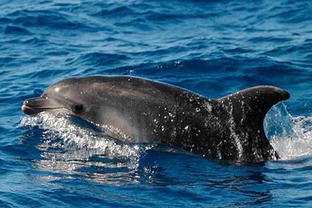 Cliquez pour voir plus de photos