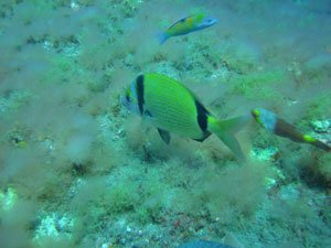 Eau Libre Level 1 Gran Canaria Boat Trips 2026